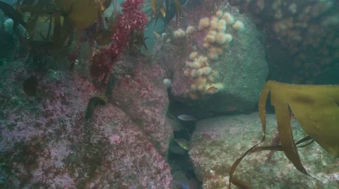 Fish rockey reef Stock Footage 49383251