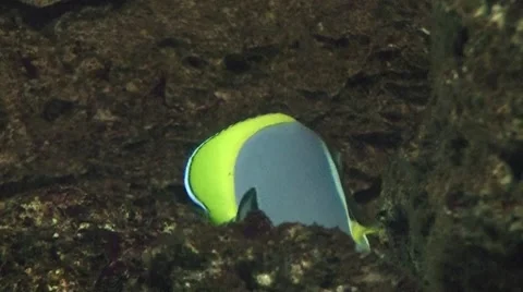 Fish in the rocks Video stock 8601046