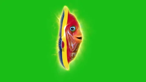 Fish Rom footage Stock Footage 259844339