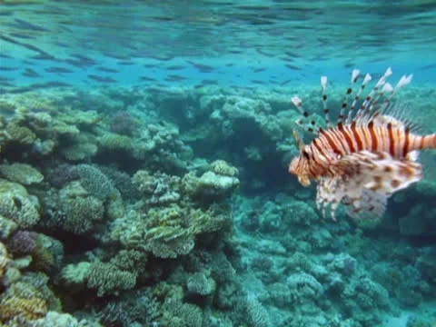 Fish rooster Stock Footage 24970865