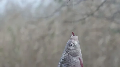 Fish rotate on a hook with a worm on a forest background close-up Vídeos de archivo 165327211