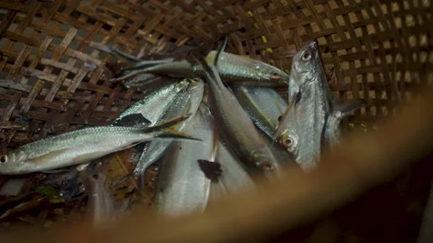 Fish in round basket Stock Footage 215087999