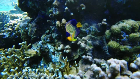 Fish royal angel fish close-up red sea slow mo Stock Footage 175383733
