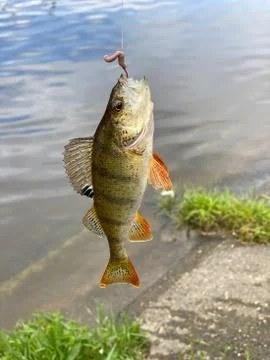 Fish Ruff on a hook with a worm caught on a fishing trip. Stock Photos