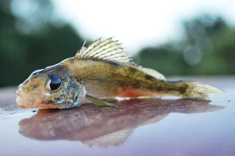 Fish ruff lies Stock Photos
