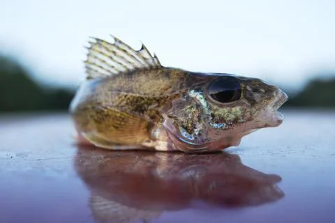 The fish ruff Stock Photos