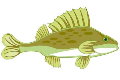 Fish ruff on white background is insulated Stock Illustration