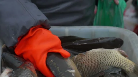 Fish for sale Stock Footage 58147008
