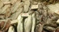 Fish for sale in Hong Kong Market Street, Meat HD Footage