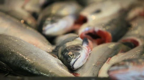 Fish, salmon Video stock 587310
