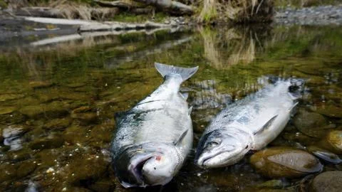 Fish Salmon Stock Photos