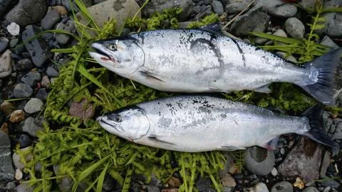 Fish Salmon Stock Photos