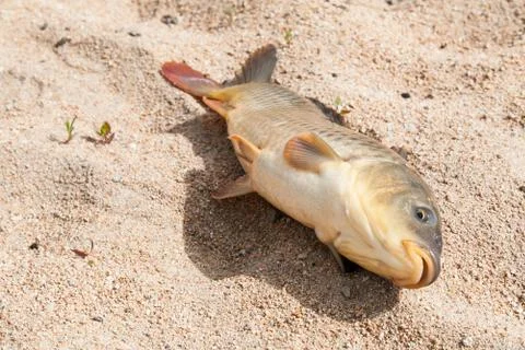 Fish in the sand, carp, background Stock Photos