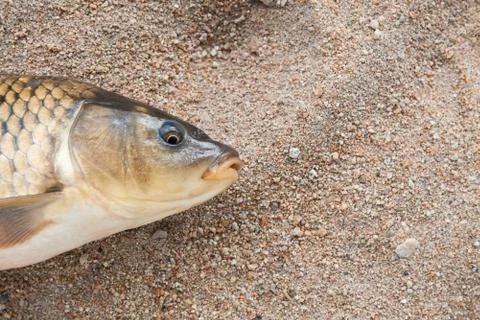Fish in the sand, carp, background Stock Photos