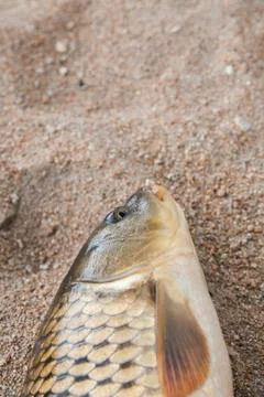 Fish in the sand, carp, background Stock Photos