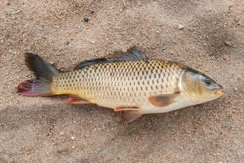 Fish in the sand, carp, background Stock Photos