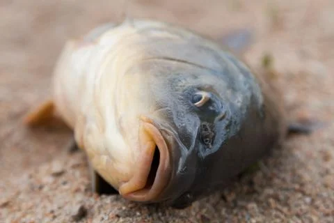 Fish in the sand, carp, background Stock Photos