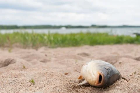Fish in the sand, carp, background Stock Photos