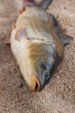 Fish in the sand, carp, background Foto stock