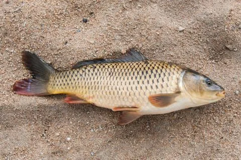 Fish in the sand, carp, background Stock Photos