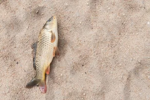 Fish in the sand, carp, background Stock Photos