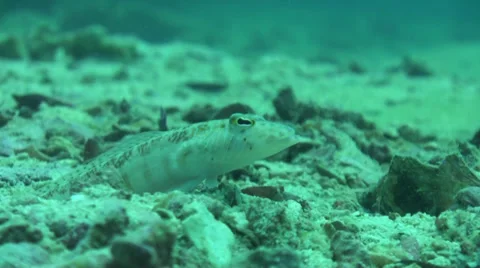 Fish in sand Stock Footage 33092753