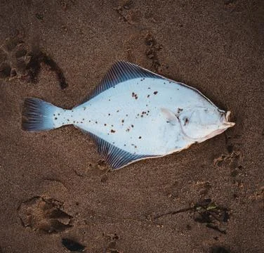 Fish on the sand Stock Photos
