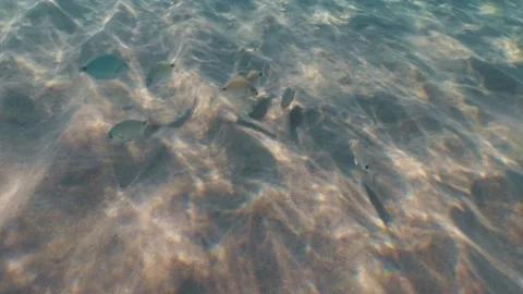 Fish on the sandy bottom of the sea Video stock 157821994