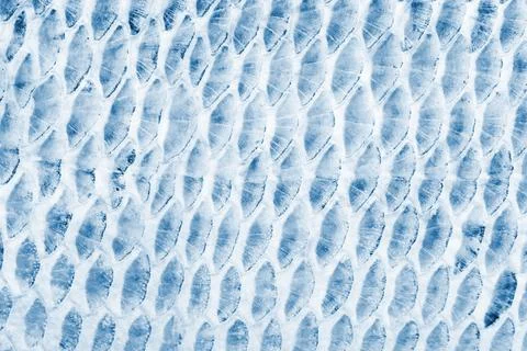 Fish scale background Foto stock