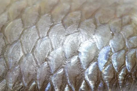 The fish scale close up. Stock Photos