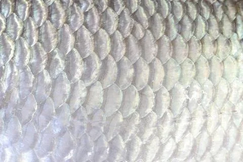 The fish scale close up. Stock Photos