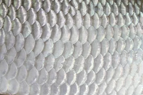 The fish scale close up. Stock Photos