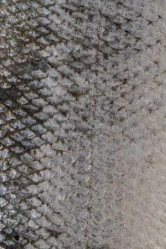 The fish scale close up. Salmon scale Stock Photos