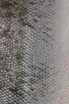 The fish scale close up. Salmon scale Stock Photos