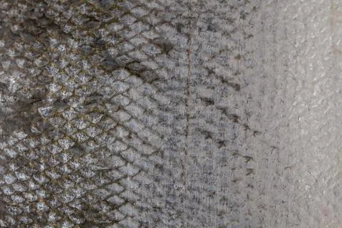 The fish scale close up. Salmon scale Stock Photos