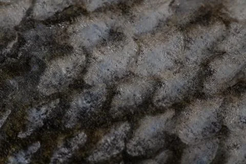 The fish scale close up. Salmon scale Stock Photos