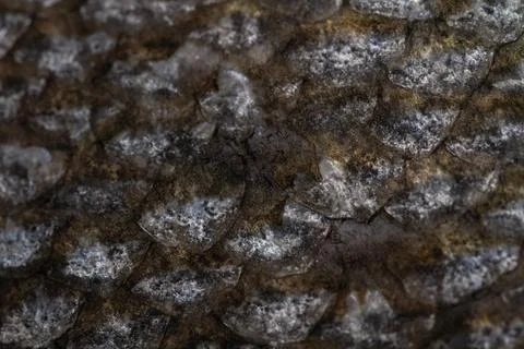 The fish scale close up. Salmon scale Stock Photos