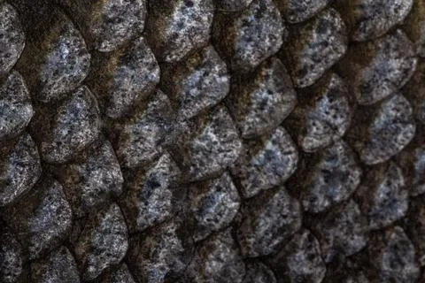 The fish scale close up. Salmon scale Foto stock