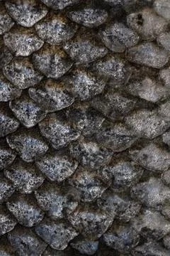 The fish scale close up. Salmon scale Stock Photos