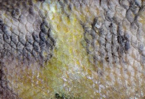 Fish scale macro texture Stock-Fotos