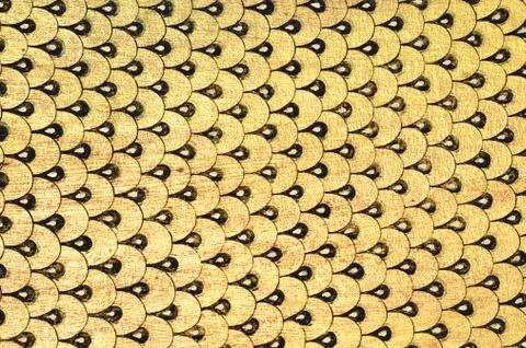 Fish scale mural Stock-Fotos