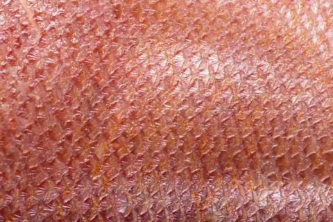 Fish scale Stock Photos