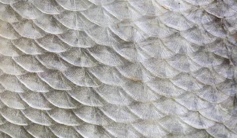 Fish scale texture close-up. Macro photo Stock Photos