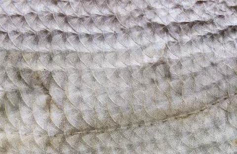 Fish scale texture close-up. Macro photo Stock Photos