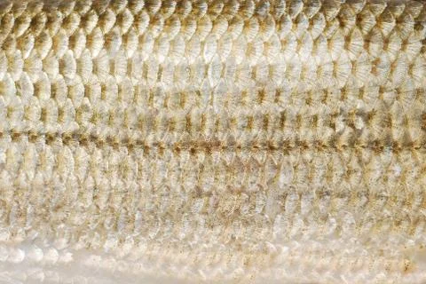 Fish scale texture Stock Photos