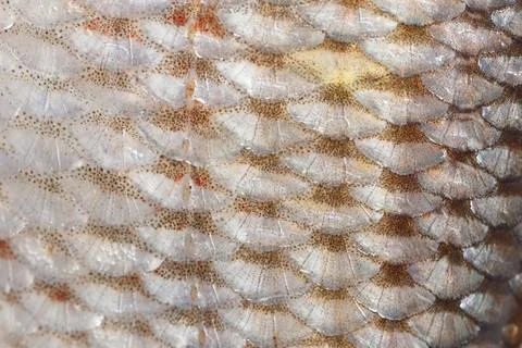 Fish scales as an abstract background Stock Photos