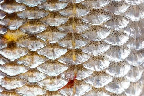 Fish scales as an abstract background Stock Photos