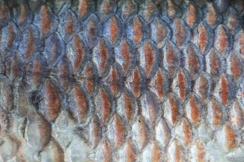 Fish scales background Stock Photos