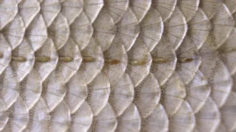 Fish scales close up. Smooth camera movement. Macro Stock Footage 147675393
