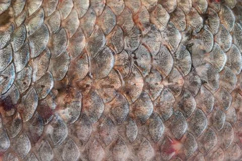 Fish scales Stock Photos